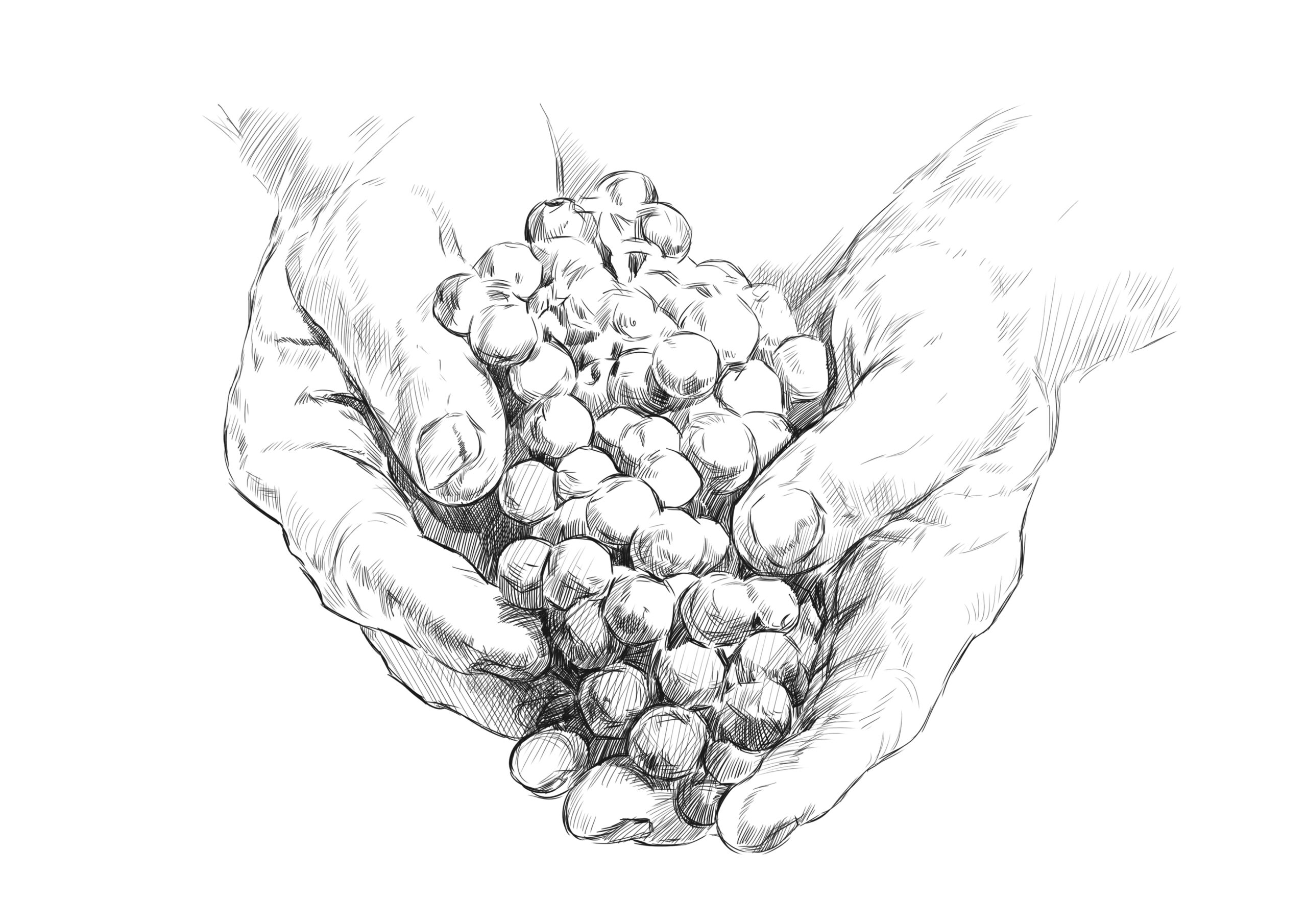 Sketch,Of,Hands,Of,A,Winemaker,With,A,Bunch,Of
