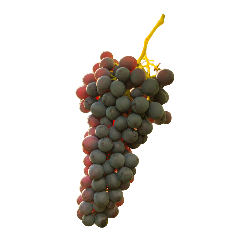 wine-vine